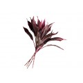 Cordyline Tips - Red Halo Ti